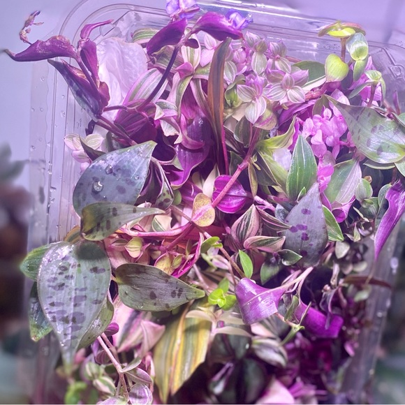 Rainbow tradescantia bundle- 10 varieties including rare cultivars - Picture 11 of 12